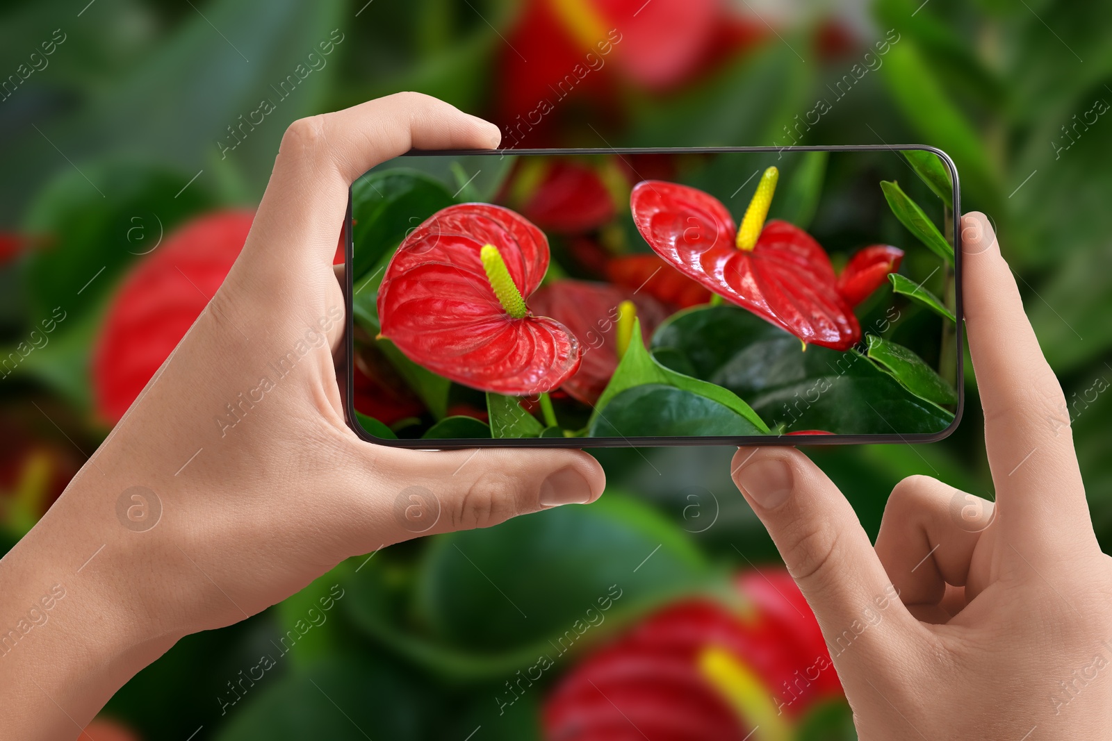 Image of Plant identifier application. Woman taking photo of flowers outdoors, closeup