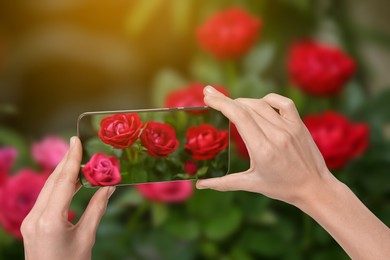 Image of Plant identifier application. Woman taking photo of flowers outdoors, closeup