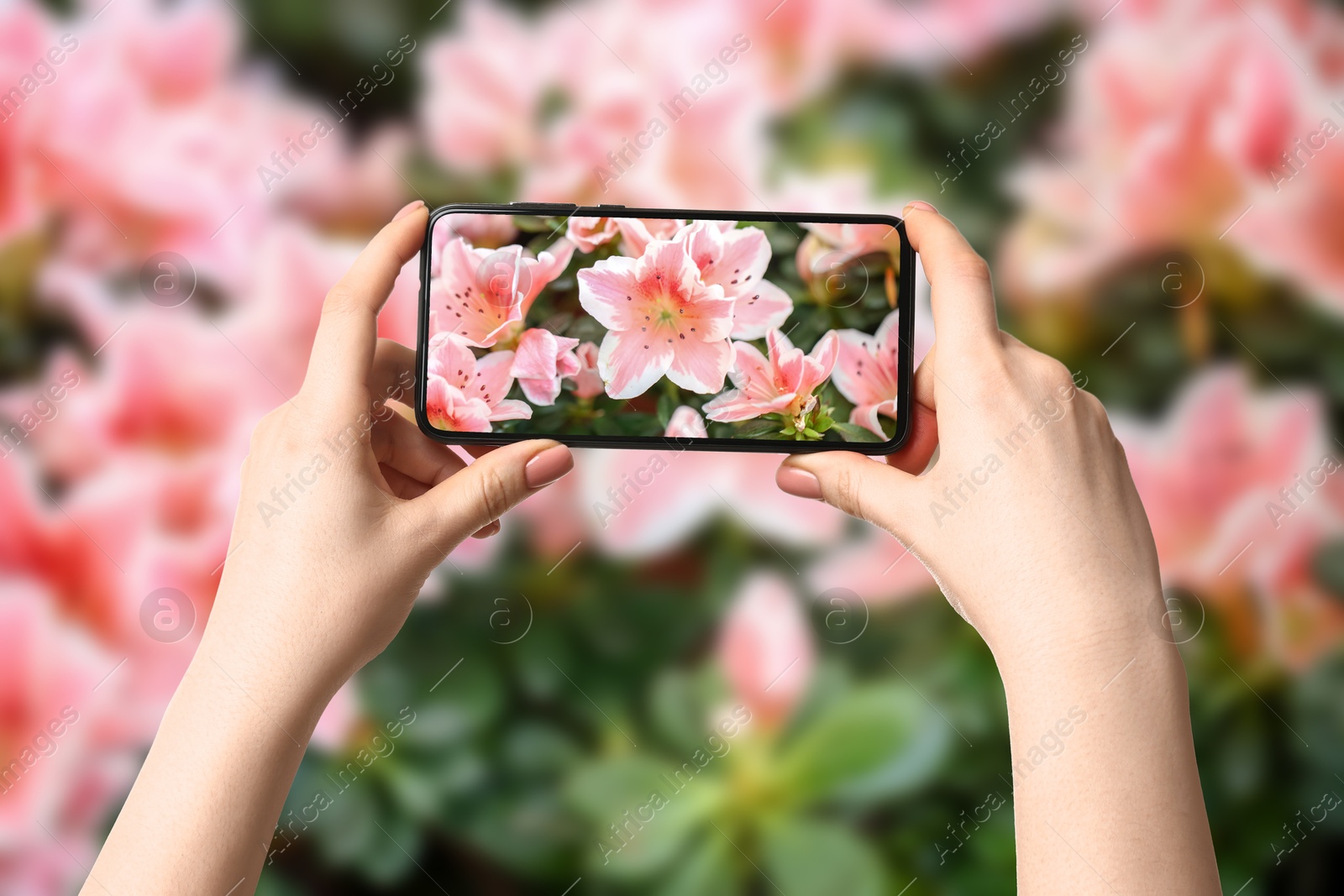 Image of Plant identifier application. Woman taking photo of flowers outdoors, closeup