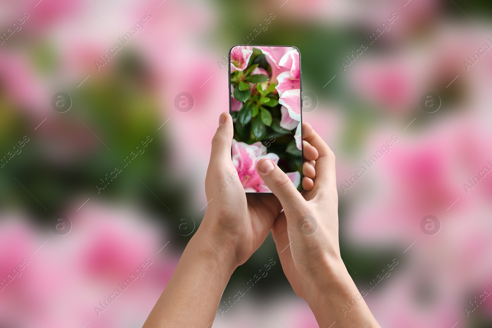 Image of Plant identifier application. Woman taking photo of flowers outdoors, closeup