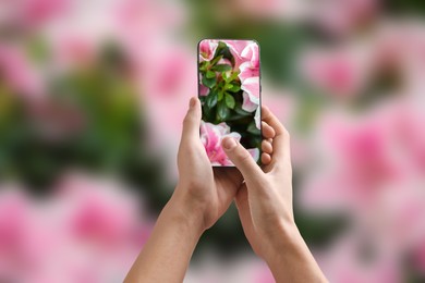 Image of Plant identifier application. Woman taking photo of flowers outdoors, closeup