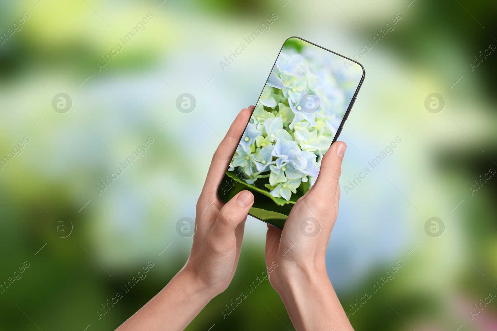 Image of Plant identifier application. Woman taking photo of flowers outdoors, closeup