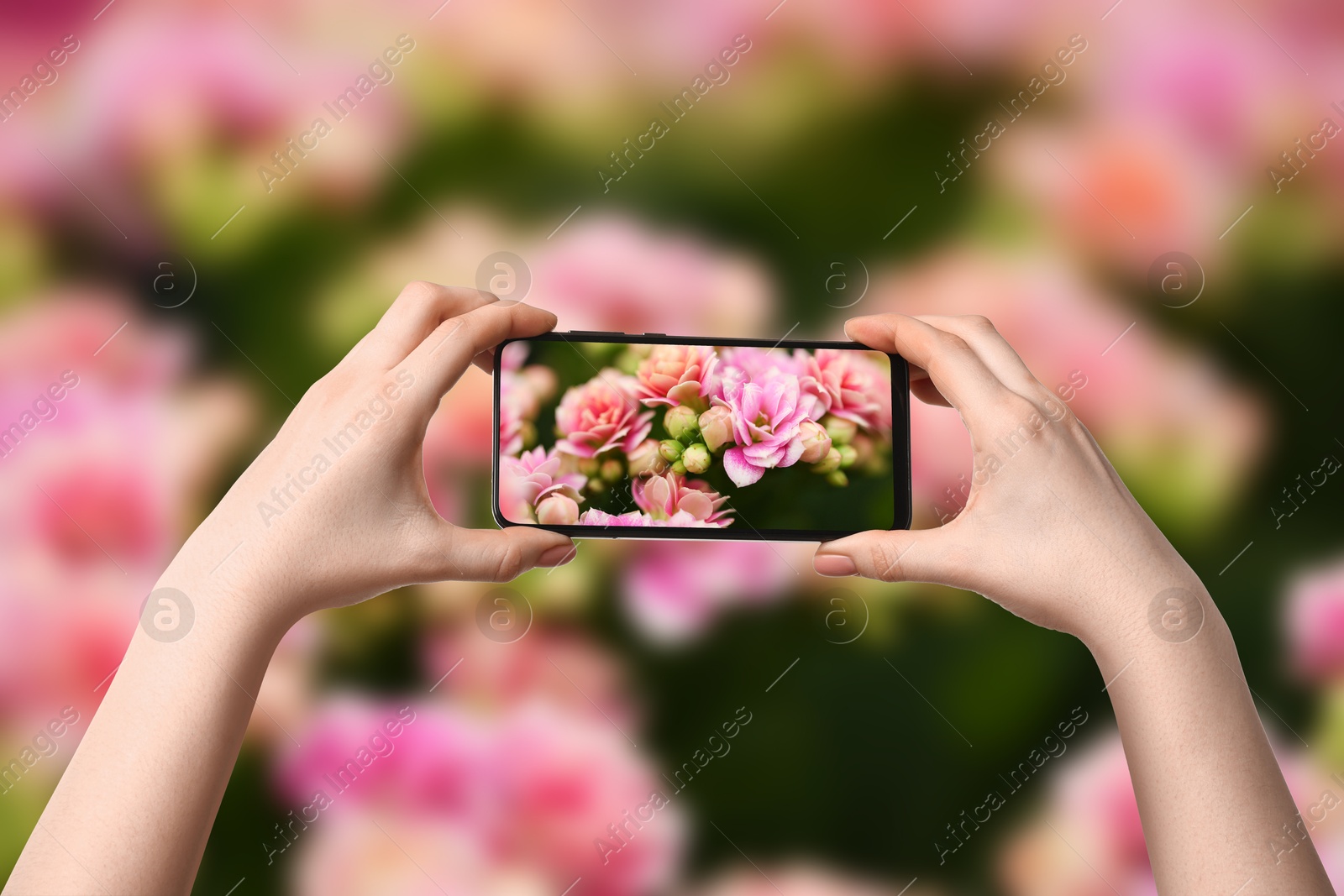 Image of Plant identifier application. Woman taking photo of flowers outdoors, closeup