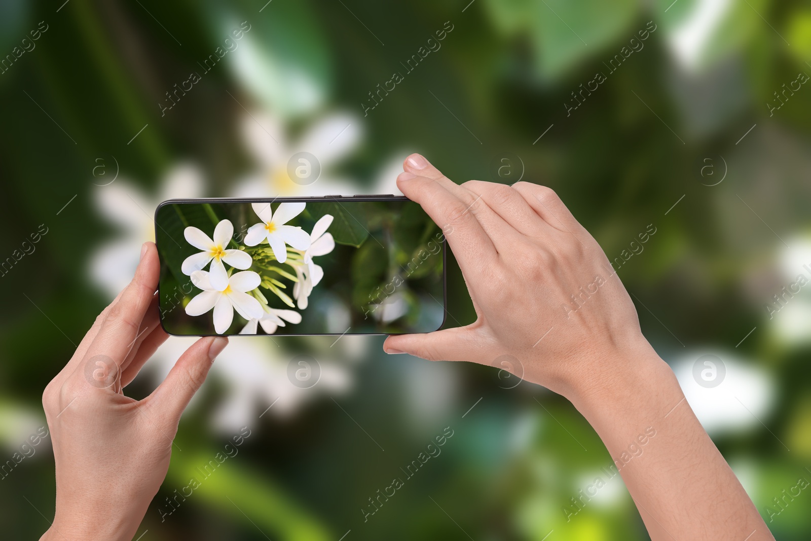 Image of Plant identifier application. Woman taking photo of flowers outdoors, closeup