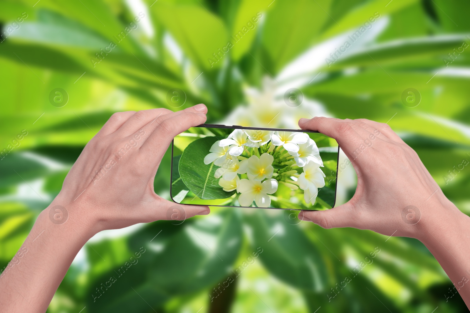 Image of Plant identifier application. Woman taking photo of flowers outdoors, closeup