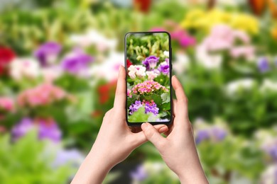 Image of Plant identifier application. Woman taking photo of flowers outdoors, closeup