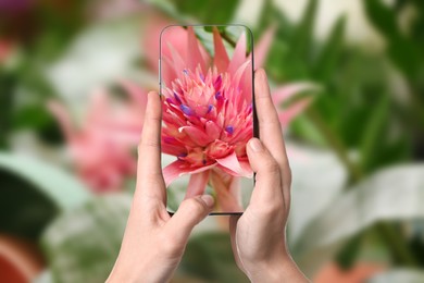 Image of Plant identifier application. Woman taking photo of flower outdoors, closeup