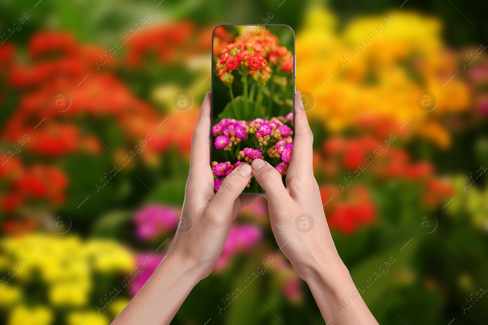 Image of Plant identifier application. Woman taking photo of flowers outdoors, closeup