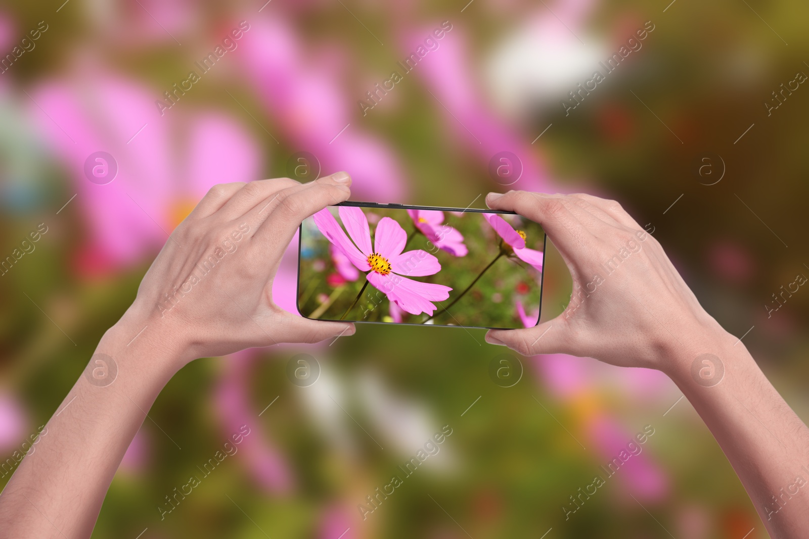 Image of Plant identifier application. Woman taking photo of flowers outdoors, closeup