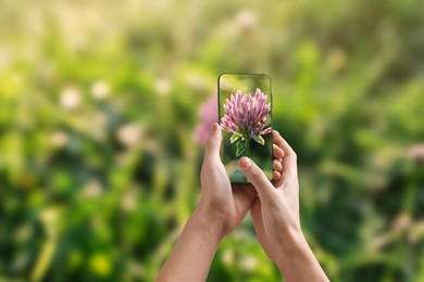 Image of Plant identifier application. Woman taking photo of flower outdoors, closeup