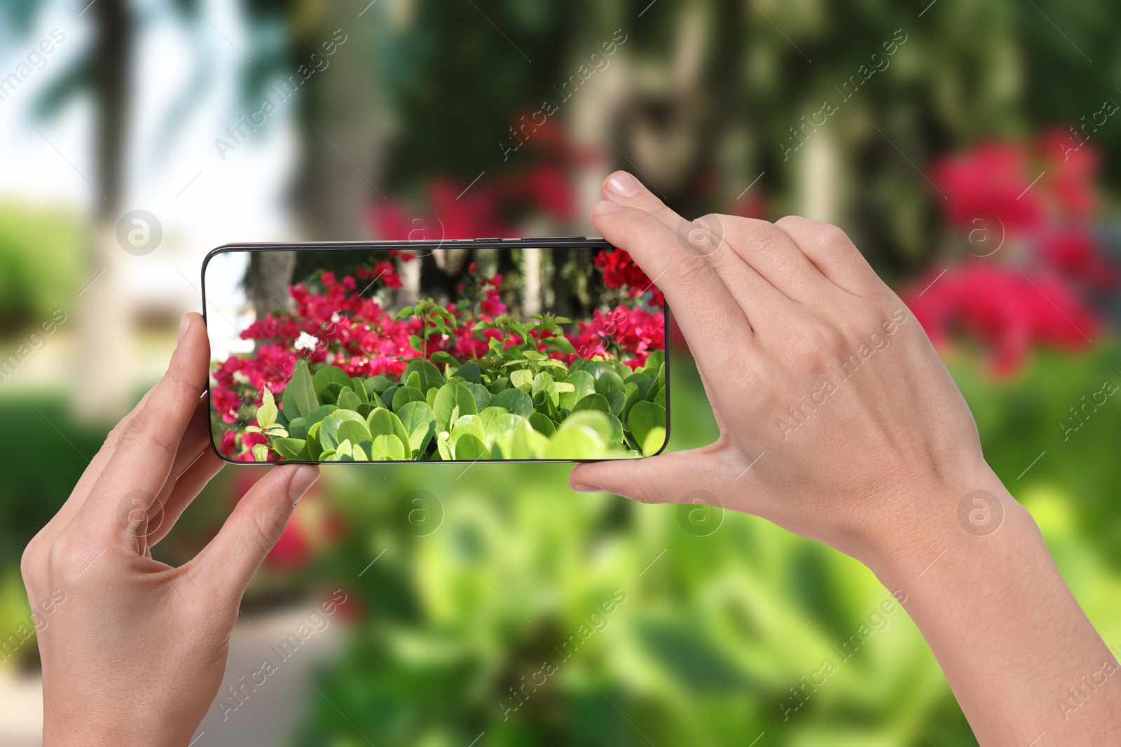 Image of Plant identifier application. Woman taking photo of flowers outdoors, closeup