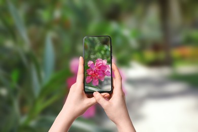 Image of Plant identifier application. Woman taking photo of flowers outdoors, closeup