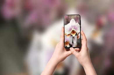 Image of Plant identifier application. Woman taking photo of flowers outdoors, closeup