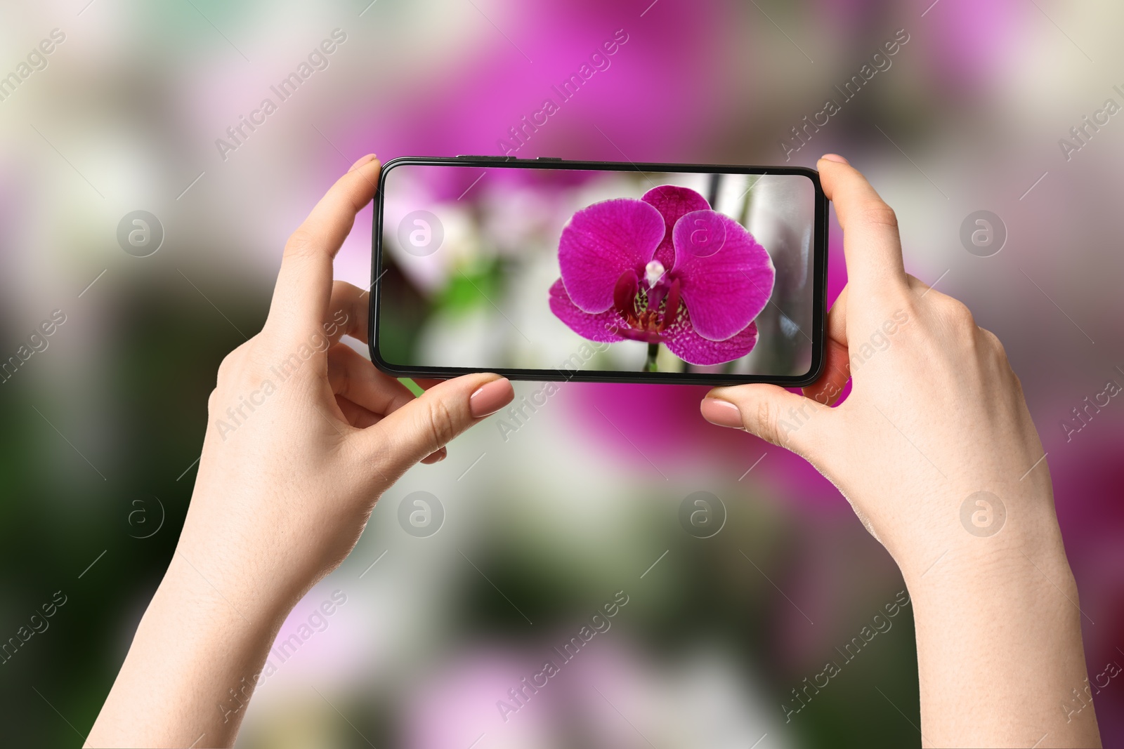 Image of Plant identifier application. Woman taking photo of flower outdoors, closeup