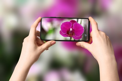 Image of Plant identifier application. Woman taking photo of flower outdoors, closeup