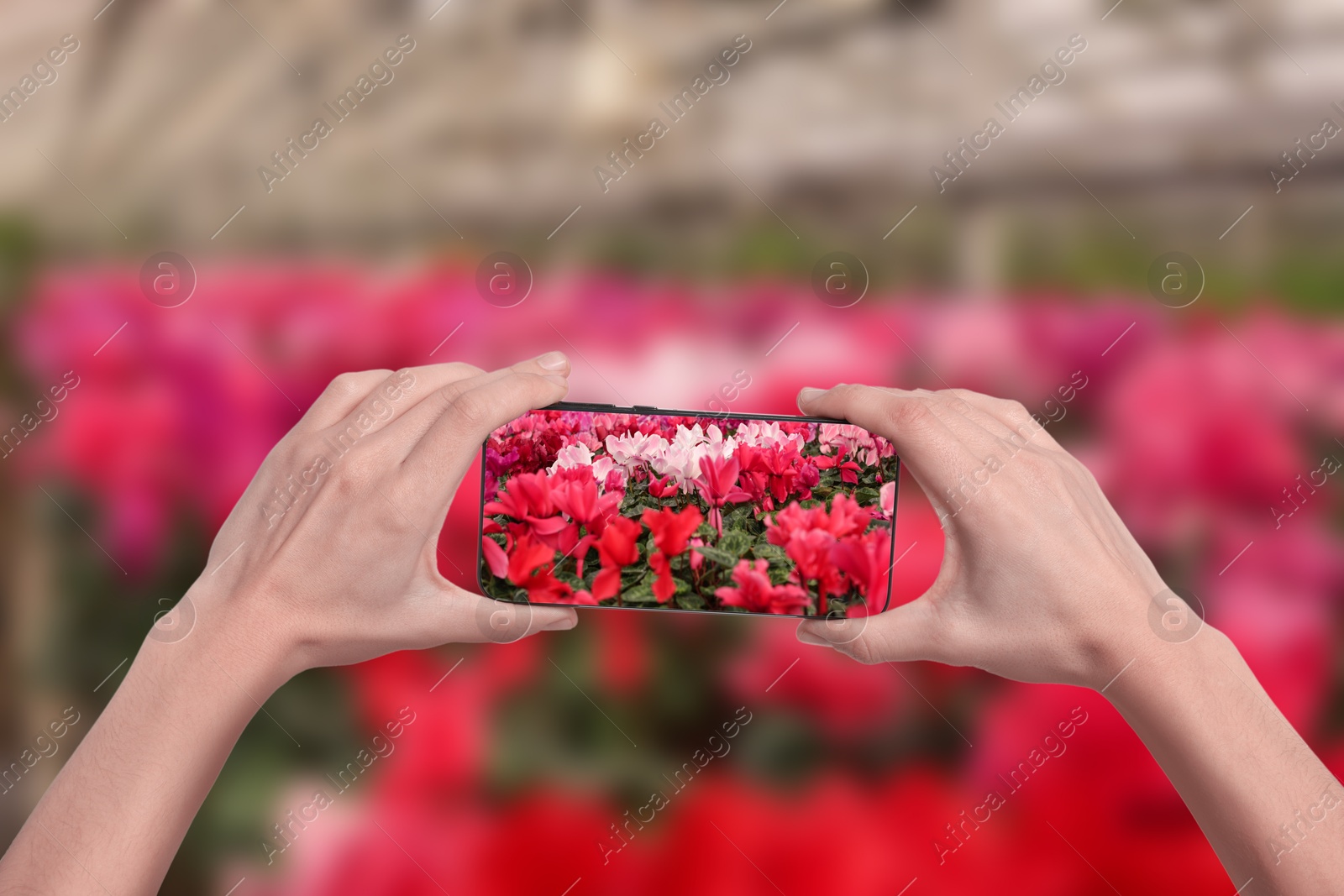 Image of Plant identifier application. Woman taking photo of flowers, closeup