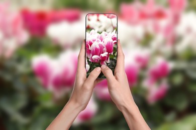 Image of Plant identifier application. Woman taking photo of flowers outdoors, closeup