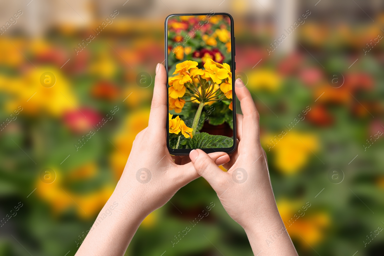 Image of Plant identifier application. Woman taking photo of flowers, closeup