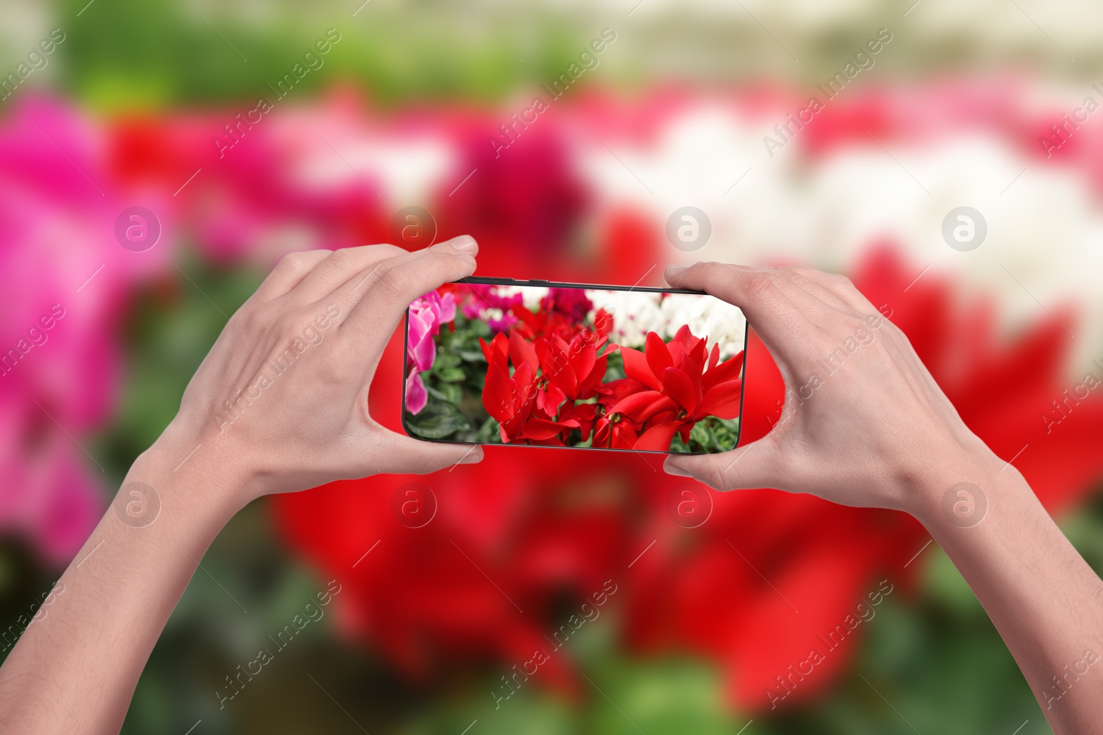 Image of Plant identifier application. Woman taking photo of flowers outdoors, closeup