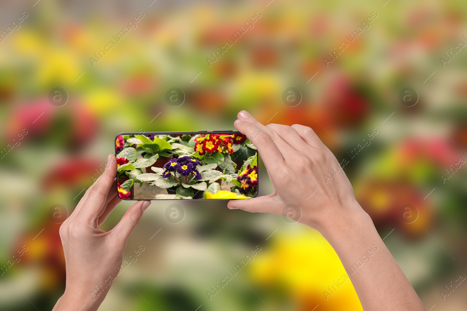 Image of Plant identifier application. Woman taking photo of flowers outdoors, closeup