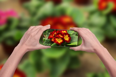 Image of Plant identifier application. Woman taking photo of flowers, closeup