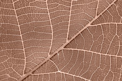 Image of Leaf of plant in mocha mousse color, closeup. Trendy color of 2025 year