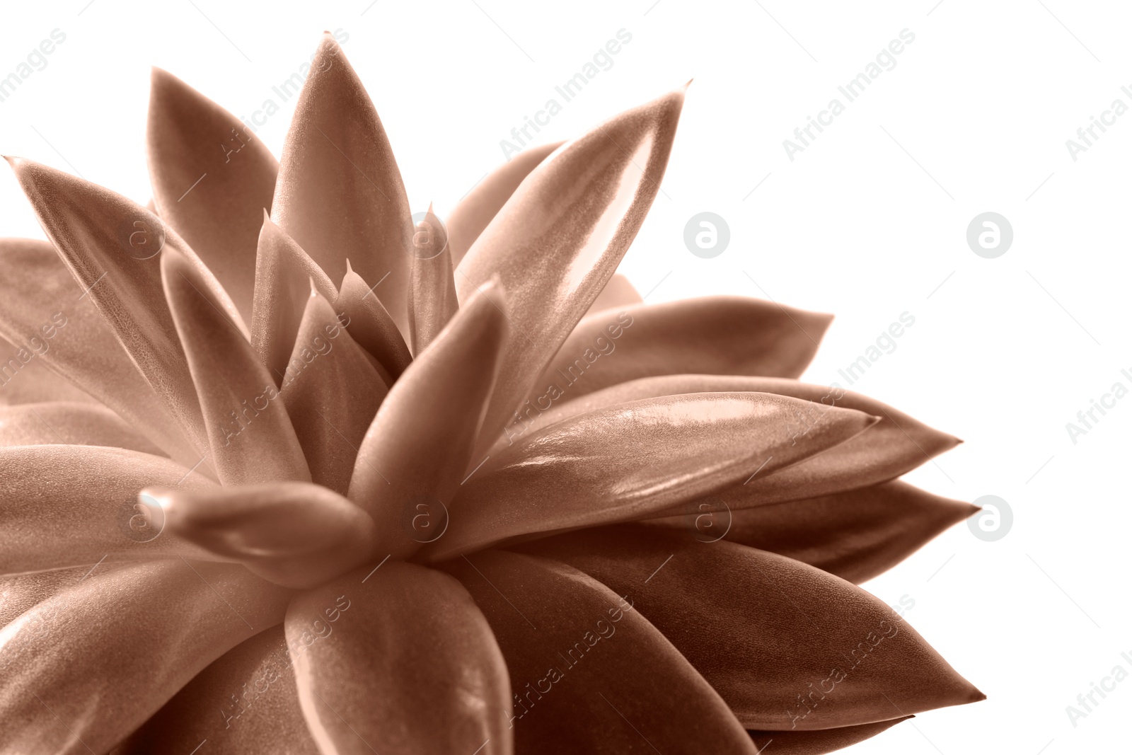 Image of Succulent plant on white background, toned in mocha mousse shade. Color of 2025 year