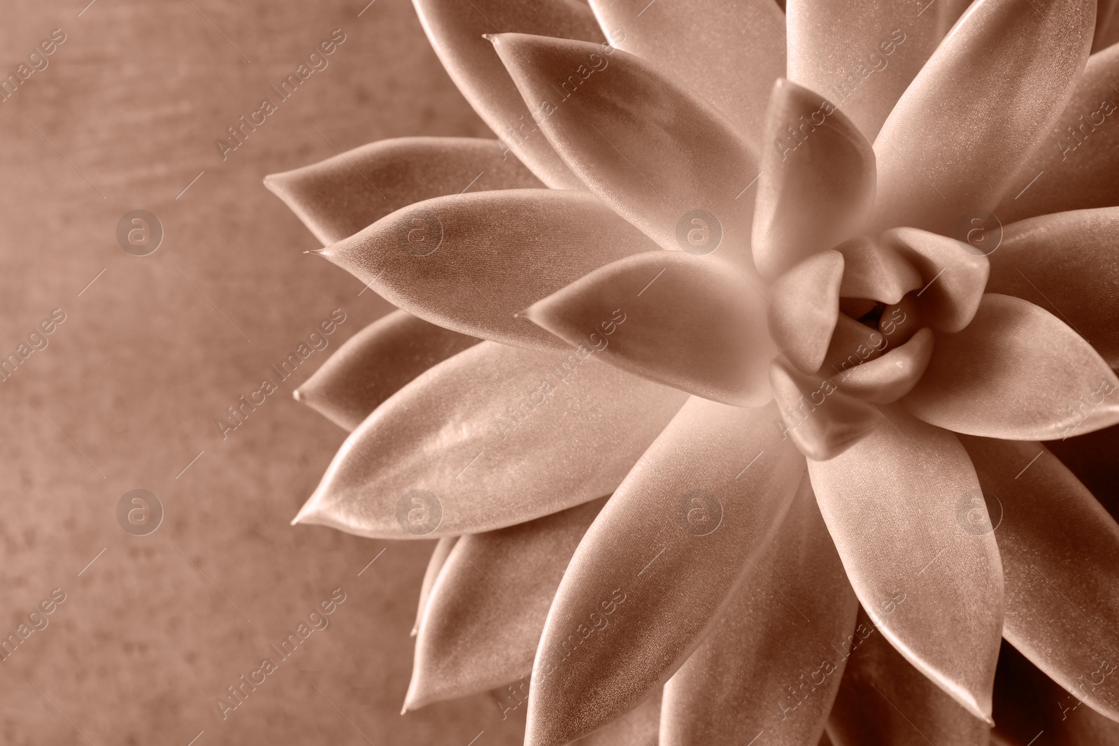 Image of Succulent plant, toned in mocha mousse shade. Color of 2025 year