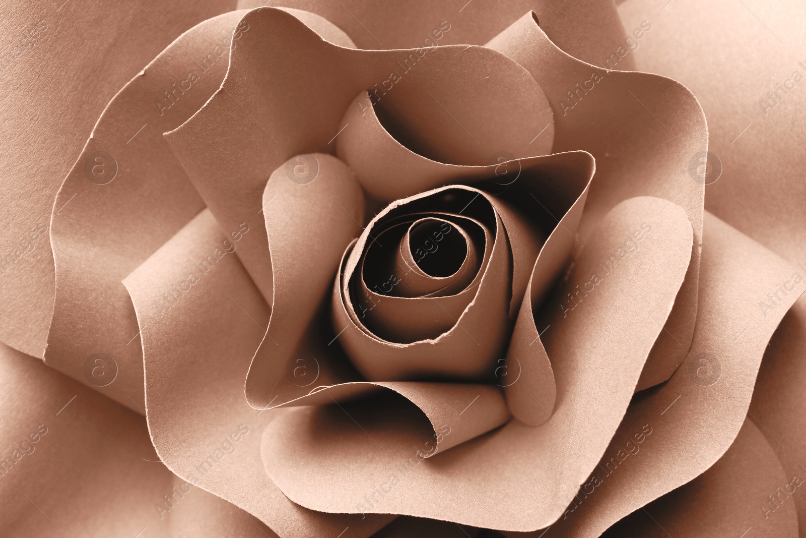 Image of Beautiful paper rose, closeup. Toned in mocha mousse shade. Color of 2025 year