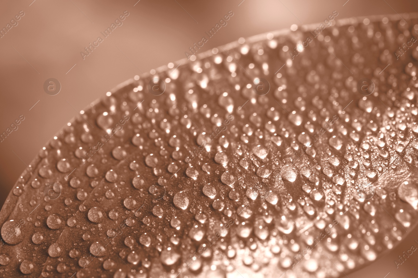 Image of Leaf with water drops toned in mocha mousse shade, closeup. Trendy color of 2025 year