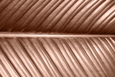 Image of Leaf of plant in mocha mousse color, closeup. Trendy color of 2025 year