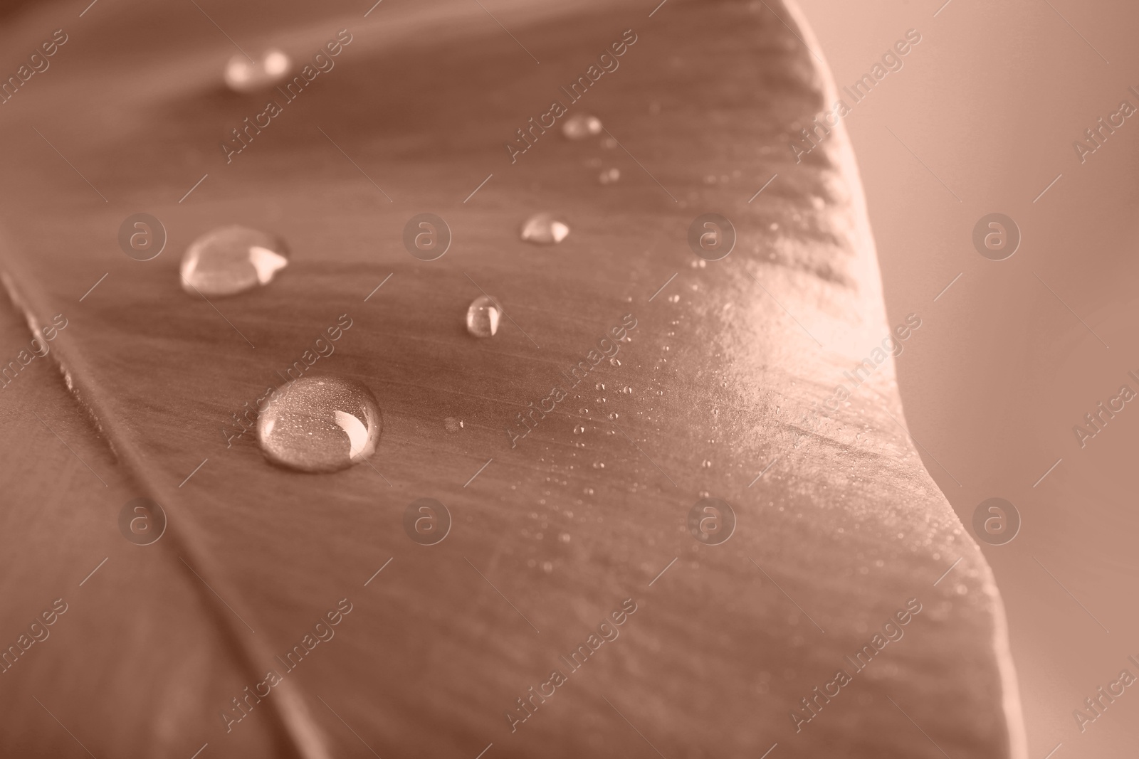 Image of Leaf with water drops toned in mocha mousse shade, closeup. Trendy color of 2025 year