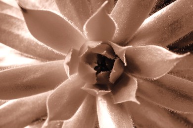 Image of Succulent plant, toned in mocha mousse shade. Color of 2025 year