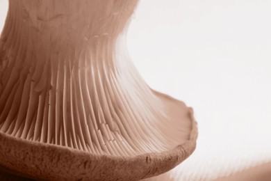 Image of Oyster mushroom on white background, closeup. Mocha mousse - color of 2025 year