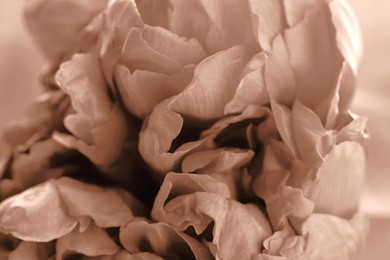 Image of Beautiful peony, closeup. Toned in mocha mousse shade. Color of 2025 year