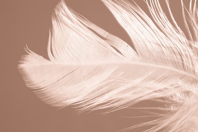 Image of Beige feather on mocha mousse shade background, closeup. Trendy color of 2025 year