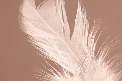 Image of Beige feather on mocha mousse shade background, closeup. Trendy color of 2025 year