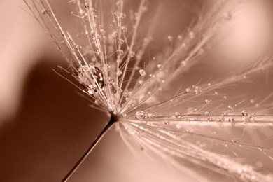 Image of Seed of dandelion flower with water drops on blurred background, macro view. Toned in trendy color of 2025 year - mocha mousse