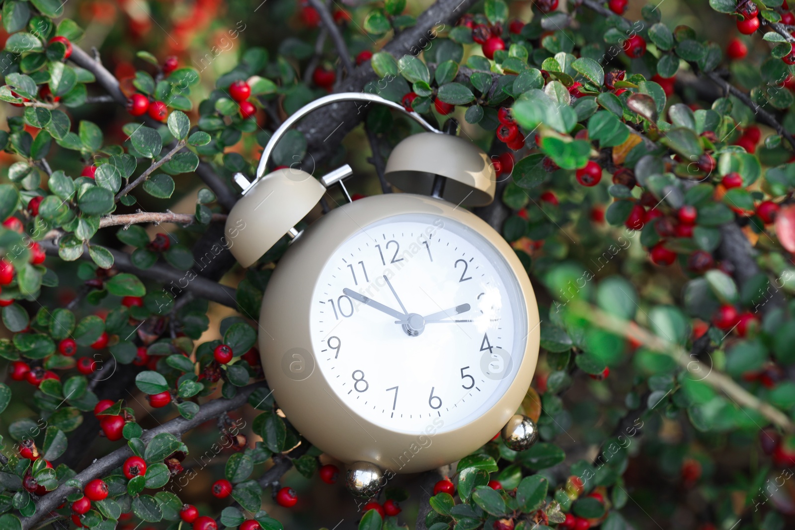 Photo of Alarm clock on rowan tree branches, closeup