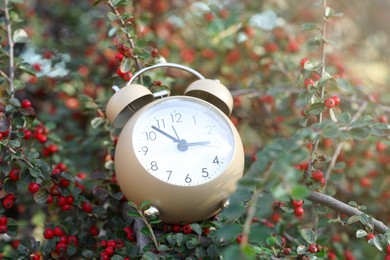 Photo of Alarm clock on rowan tree branches, closeup