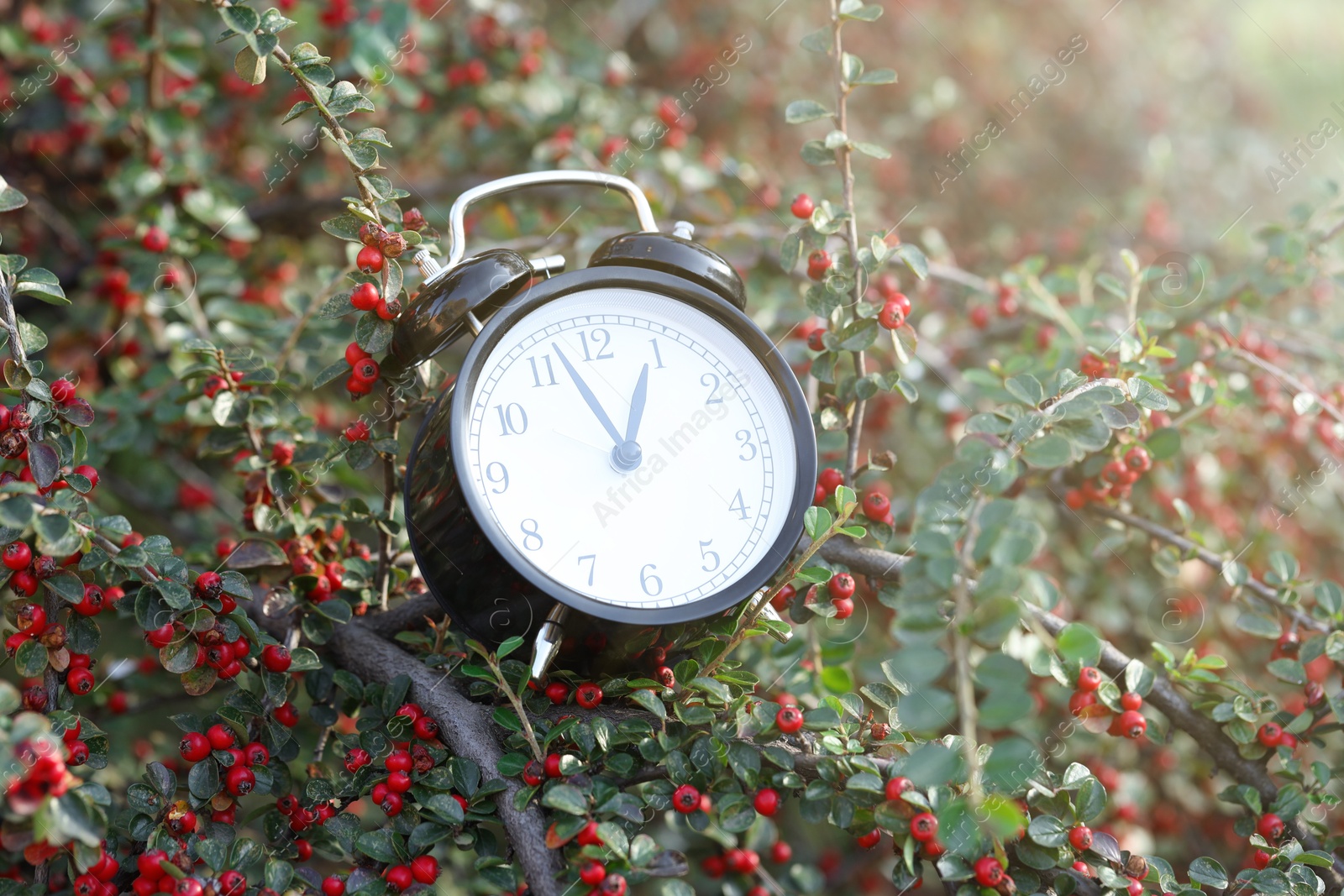 Photo of Alarm clock on rowan tree branches, closeup