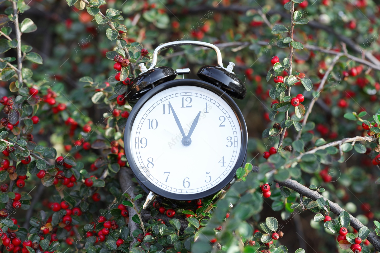 Photo of Alarm clock on rowan tree branches, closeup