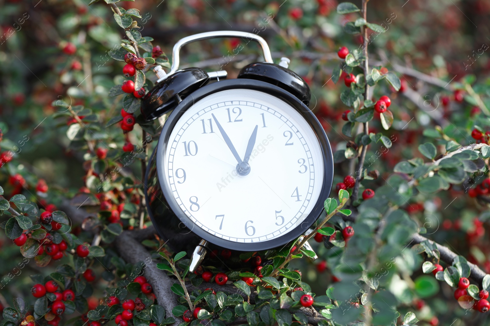 Photo of Alarm clock on rowan tree branches, closeup