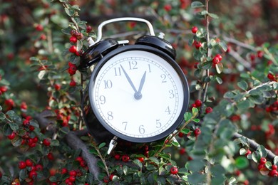 Photo of Alarm clock on rowan tree branches, closeup