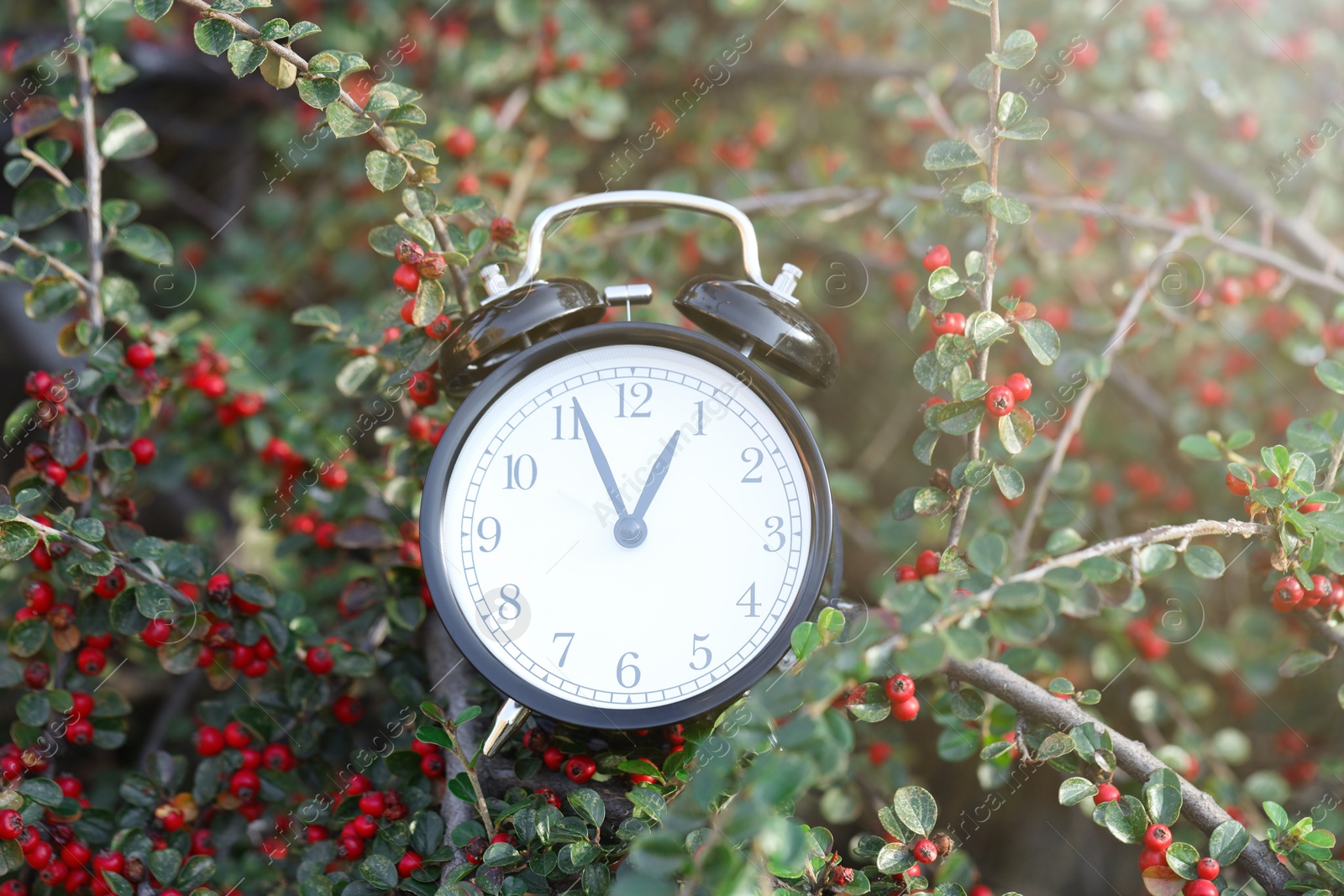 Photo of Alarm clock on rowan tree branches, closeup