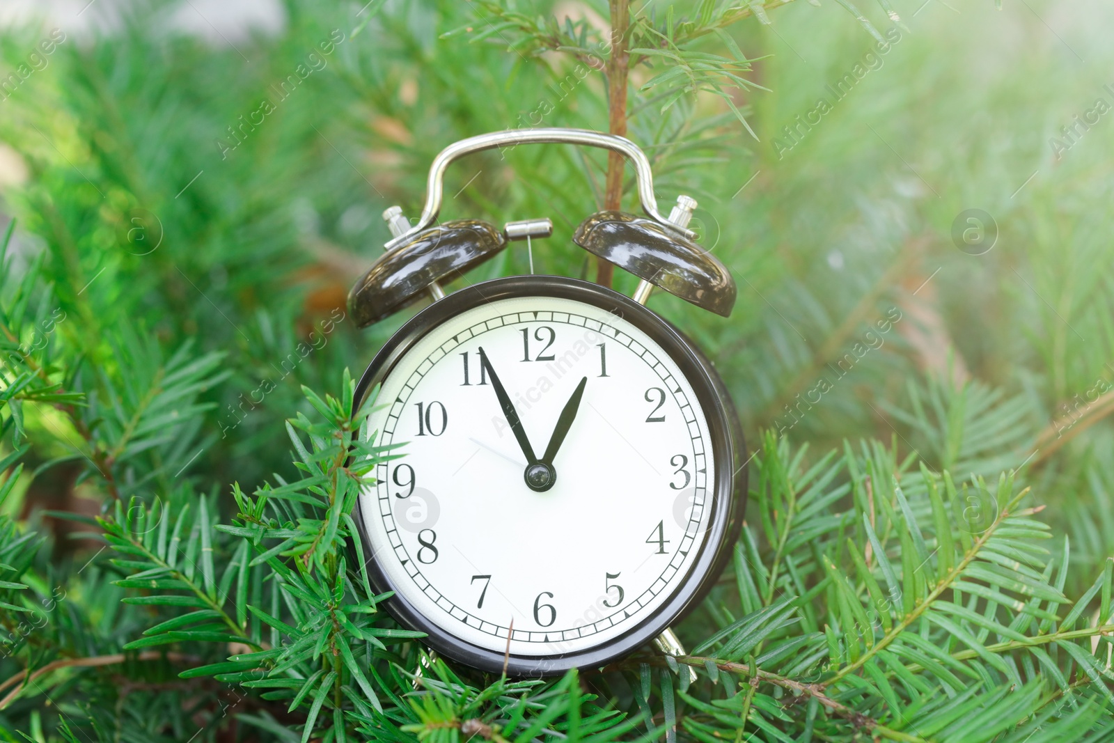 Photo of Alarm clock on beautiful green branches, closeup