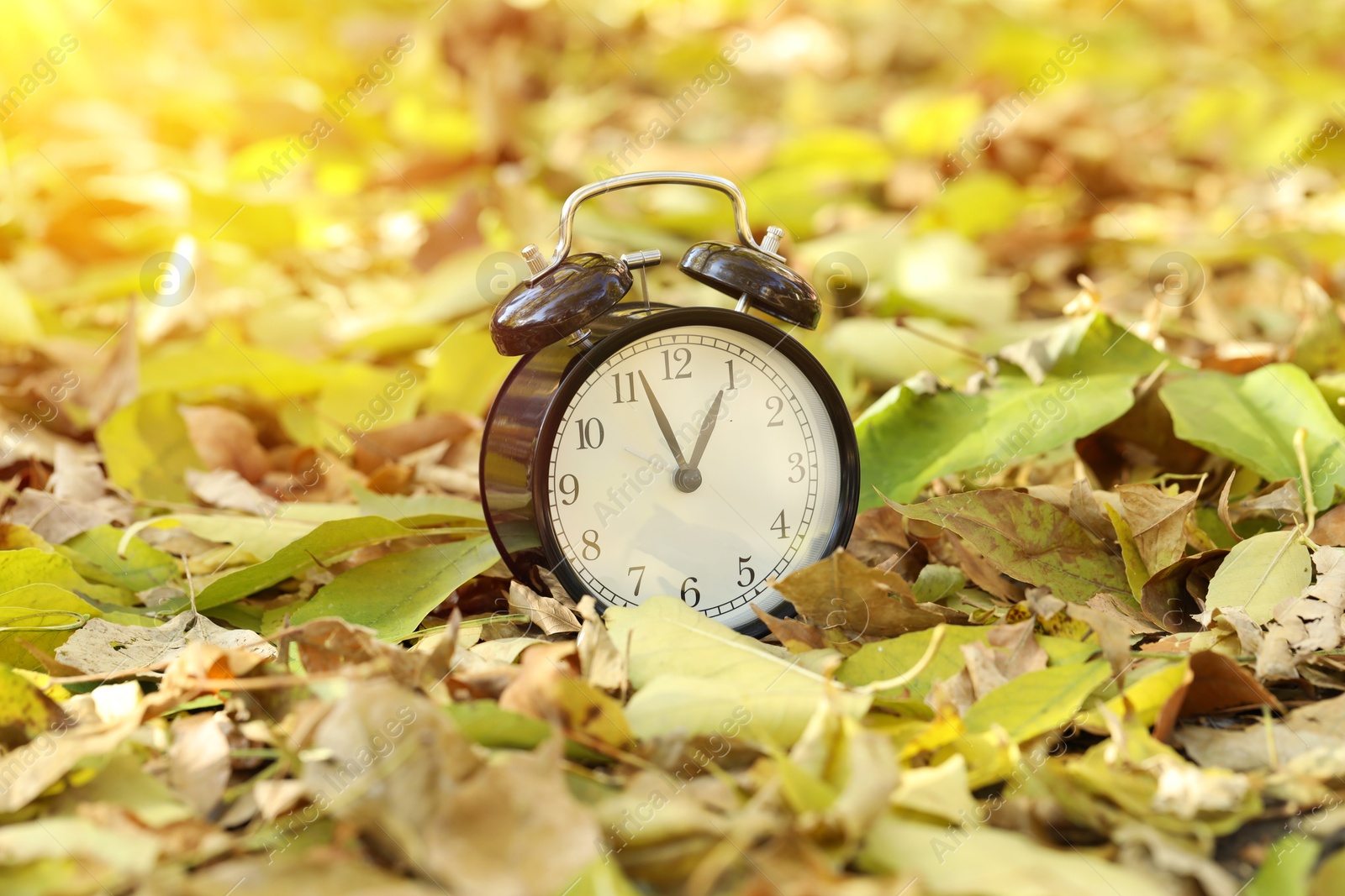 Photo of Autumn time. Alarm clock on fallen leaves