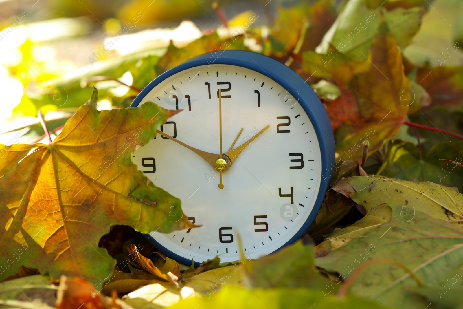 Photo of Autumn time. Alarm clock among fallen leaves, closeup