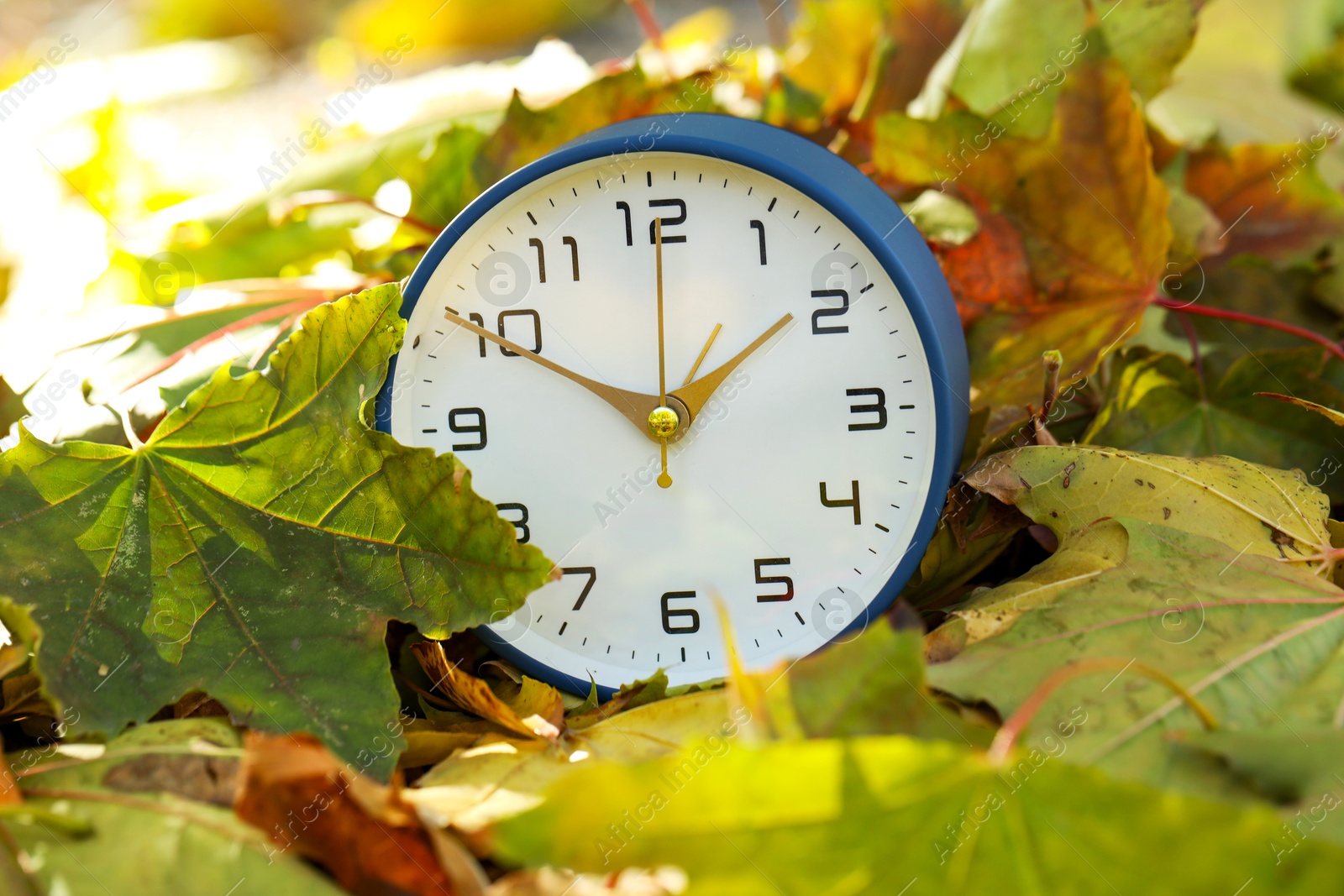 Photo of Autumn time. Alarm clock among fallen leaves, closeup