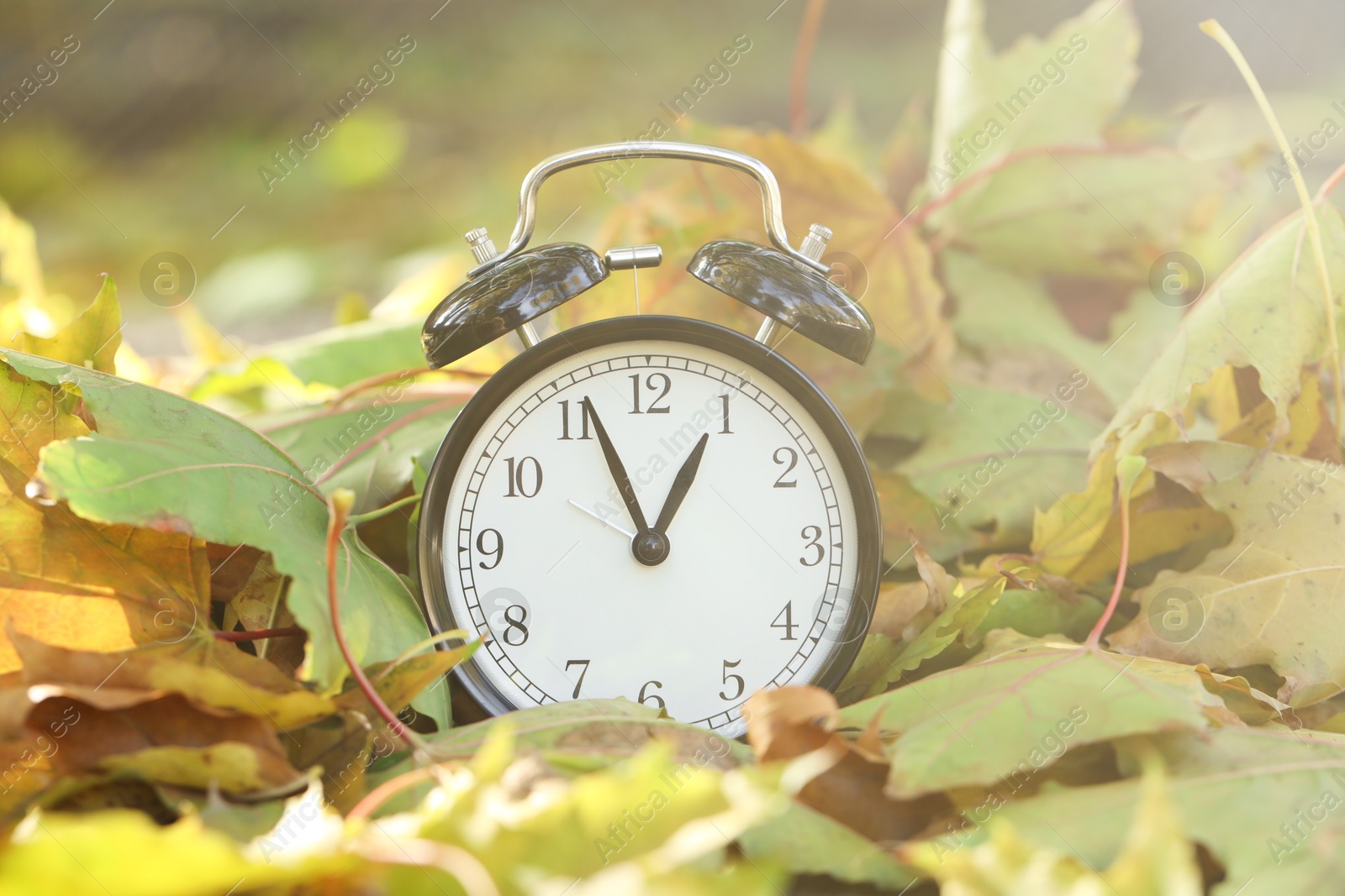 Photo of Autumn time. Alarm clock among fallen leaves, closeup